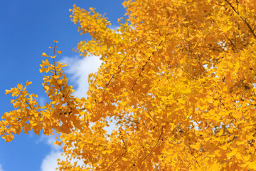 青空と黄葉したイチョウ