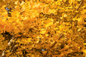 黄葉したイチョウの木