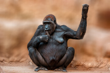 gorilla mother sucks milk from her own breast