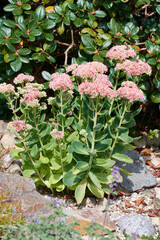 Hohe Fetthenne ( Sedum telephium )