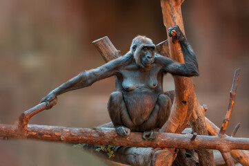 gorilla mother sitting on a tree