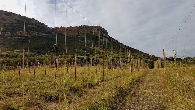 Hops field in Patrimonio, Corsica, France.