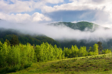 countryside landscape on a misty morning. outdoor green environment in summer. forest on the hill in fog and clouds. beautiful nature scenery of carpathian mountains