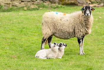 Swaledale ewe or female sheep with her two Swaledale mule lambs sat on the grass and looking up at...