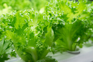 Modern hydroponics system. Organic green lettuce plants salad vegetable grown from hydroponics system in modern greenhouse. Organic farm with modern technology a