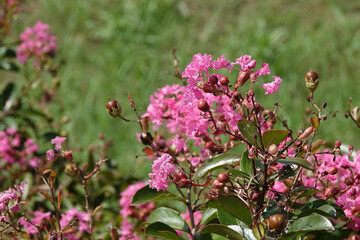 サルスベリのピンクの花