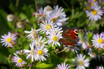 European peacock butterfly (Aglais io) sitting on Spanish Daisy in Zurich, Switzerland