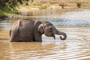 Asian elephant family group with young elephants in the middle	approach a waterhole to cool off in the water