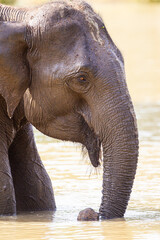 Asian elephant family group with young elephants in the middle	approach a waterhole to cool off in the water