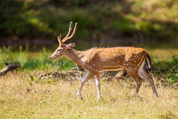 Spotted deer entering an open space in the first in Yala national Park, Sri Lanka
