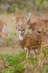 Spotted deer entering an open space in the first in Yala national Park, Sri Lanka