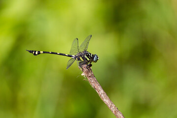Dragonflies of  Sri Lanka from the Yala National Park