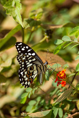 Fototapeta na wymiar Colourful butterflies of Yala, Sri Lanka