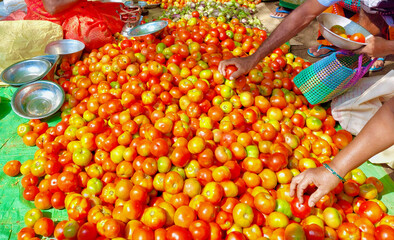 Customers selecting tomatoes. woman and man picking fresh vegetables on the market. Male and female hands.