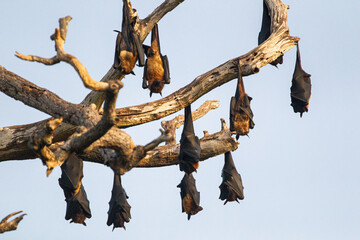 India flying Fox hanging from a dead branch in Yala, Sri Lankan
