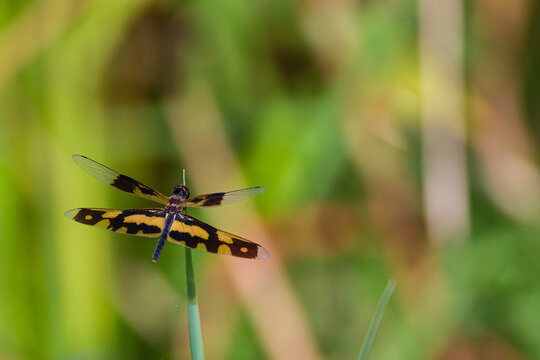 Dragonflies of  Sri Lanka from the Yala National Park