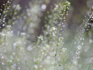 朝露に濡れている草