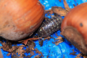 Isopods beetle animal macro photo