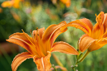 Orange daylily flowers (Hemerocallis fulva) highlighted by the sun. Flowers shot in the garden over the green blurred background. Copy space. Selective focus