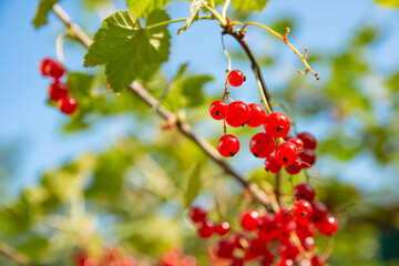 Ripe and juicy red currant berries (latin Ribes Rubrum) on a branch in the garden. Shot over background of blue sky. Berries are illuminated by the sun and shine through. Selective focus