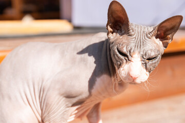Portrait of a hairless Sphinx female cat sitting in the backyard of a country house. The cat...