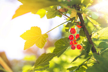 Ripe and juicy red currant berries (latin Ribes Rubrum) on a branch in the garden. Shot over background of blue sky. Sun lights through the tree leaes