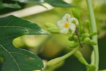 Obraz premium Carica papaya Male flower, The papaya , papaw, Pepaya or pawpaw is the plant, species in the genus Carica of the family Caricaceae.