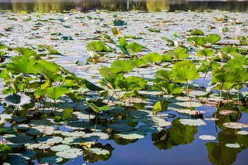 Waterfront city skyline over lotus Pond under blue sky and white clouds
