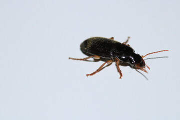 harpalus rufipes insect macro photo