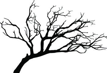 Silhouette of a dry branch