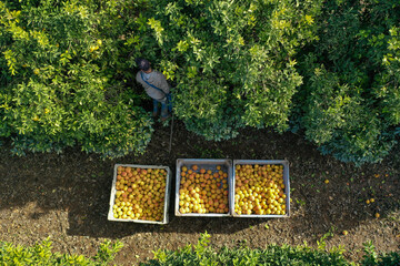 Orchard worker picking and spilling ripe Grapefruit into a pallet, Aerial view.