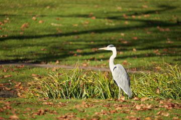 Grey heron (Ardea cinerea) in a public park in Stuttgart. Water bird on green meadow with brown autumn leaves. Side view. Germany.