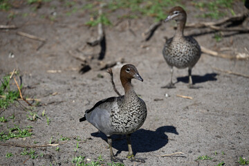 Closeup of a male Australian wood duck standing on a patch of dirt, with a female wood duck in the background