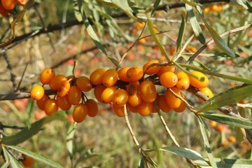 Sea buckthorn berries on branch in the garden, closeup