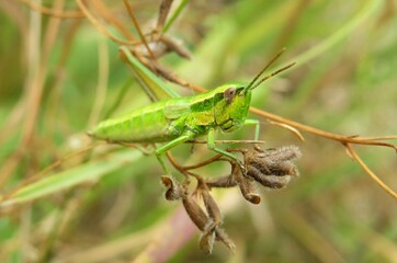 Green grasshopper sitting on plant branch in the meadow, closeup