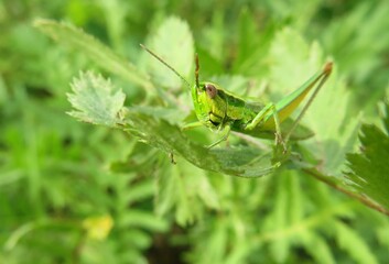Green grasshopper on plant in the garden on natural green background, closeup 