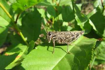 Big brown locust on green leaf in the meadow, closeup