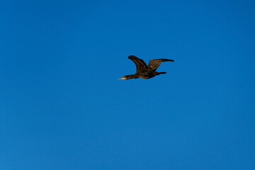 Flying cormorant (Kormoran, Phalacrocorax carbo). Water bird with spread wings against blue background. Animal wildlife in germany.