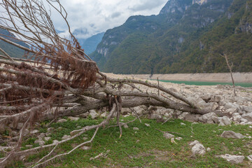 Fototapeta na wymiar Tree crashed by the wind and covered with algae on the dry shore of Lake Mis, Dolomiti Bellunesi National Park, Italy