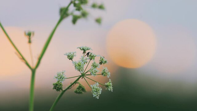 Anthriscus sylvestris at sunset. Cow parsley, wild chervil, wild beaked parsley, Queen Anne's lace or keck, is a herbaceous biennial or short-lived perennial plant in the family Apiaceae Umbelliferae