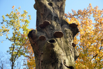 zunderschwamm