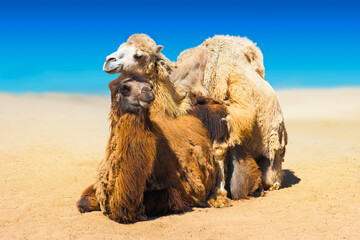 A couple of adult camels during the mating season. Dromedary camels mating outdoor, Camelus...