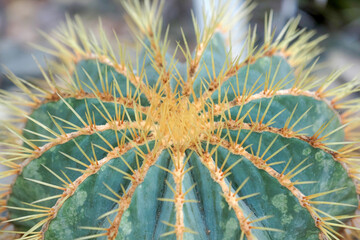 Blue barrel cactus or Ferocactus glaucescens in garden