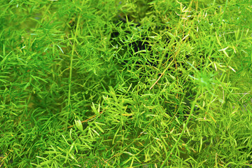 Fresh green bush of Shatavari or Asparagus racemosus