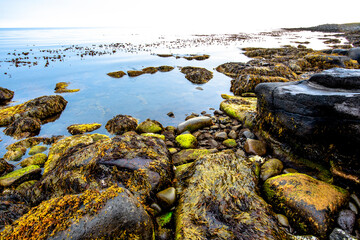2021 08 13 Tjornes algae await the tide 1