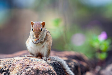 The Indian palm squirrel is a species of rodent in the family Sciuridae found naturally in India and Sri Lanka.