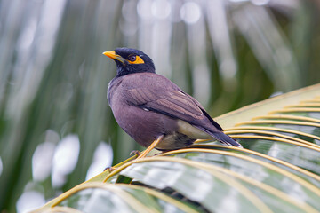 Fototapeta premium The common myna or Indian myna (Acridotheres tristis), sometimes spelled mynah, is a bird in the family Sturnidae.