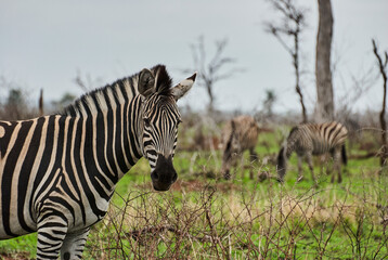 Fototapeta na wymiar Black and white Plains Zebra standing in thick bush