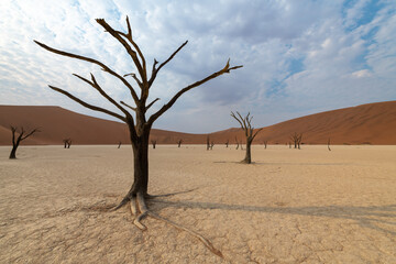Early morning solitude at sunrise, surrounded by red sand dunes, with a dead acacia trees in the clay pan of Deadvlei, Namibia, Africa.