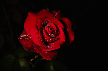 Mit Tropfen besprenkelte rote Rose